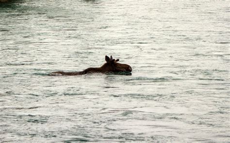 A Moose Enjoying a Swim in Alaska Stock Image - Image of river ...