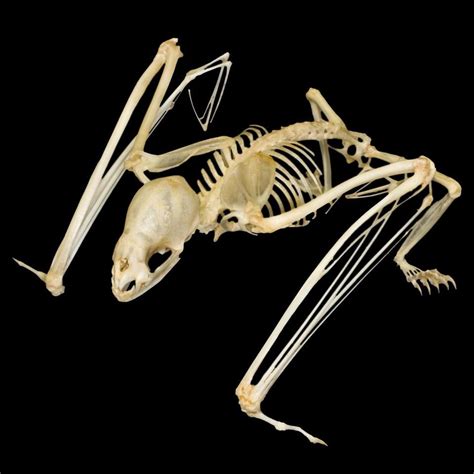 540634_10150858668533223_1964732191_n.jpg (960×960) | Animal skeletons, Animal bones, Bat anatomy