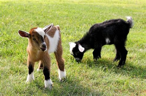 Farm Seeking Volunteers to Snuggle With Its Baby Goats | Goat farming ...