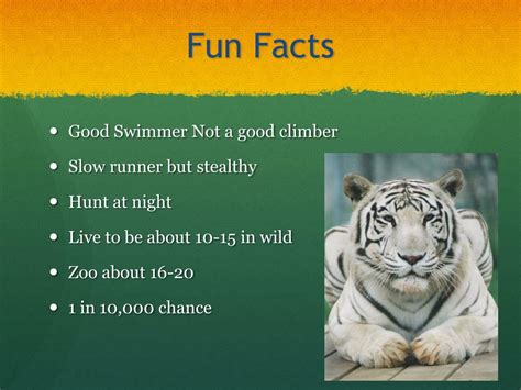 PPT - White tiger PowerPoint Presentation, free download - ID:2518472