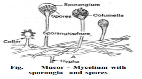 Mucor : Occurrence, Reproduction, Somatic structure