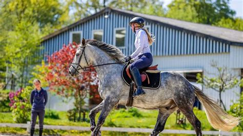 Warum ist Reiten lernen eigentlich so schwer? - ausbildung - ausbildung-und-praxis - Reiterrevue ...