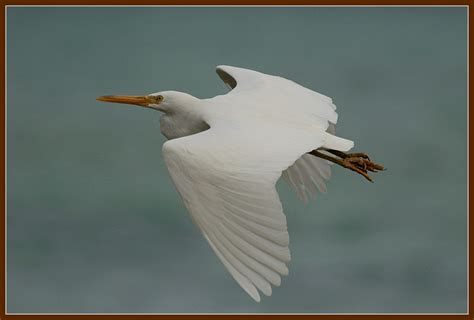 Eastern Reef Egret | BirdForum