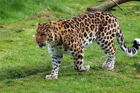 Amur Leopard – Facts, Habitat, Population, Diet, Pictures