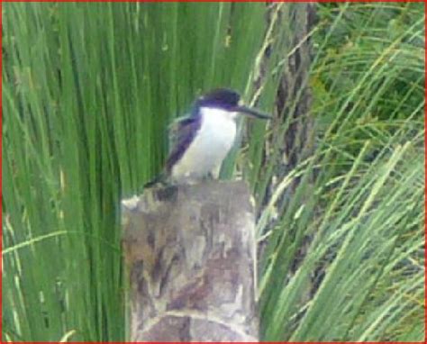 Black and white kingfisher? | BIRDS in BACKYARDS