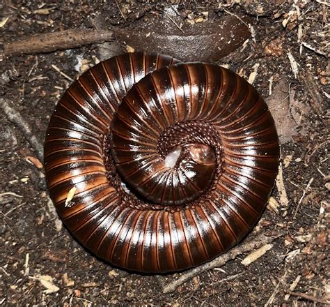 Is my millipede dying or molting?? It looks like her insides are coming out : r/Entomology