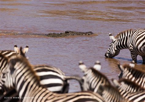 The Great Wildebeest Migration - Wildlife Photography, Clement Wild