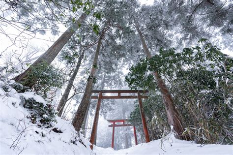 Forest Snow Torii - Free photo on Pixabay - Pixabay