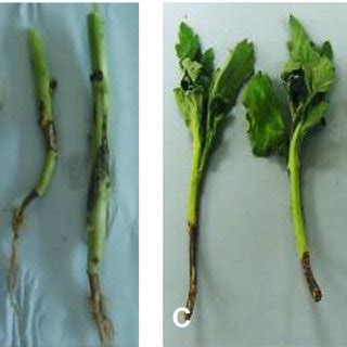 Symptoms of Rhizoctonia solani AG-1 IA on a different host. A and B ...