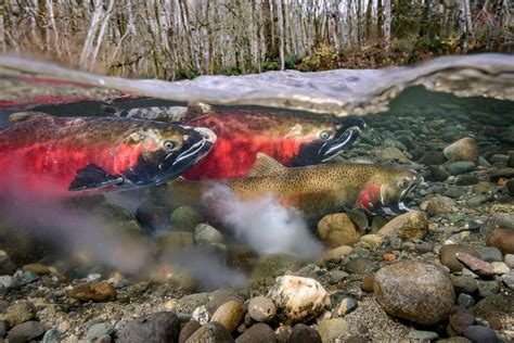 Eiko Jones Stock | Coho Salmon Underwater Images (Spawning Behavior)