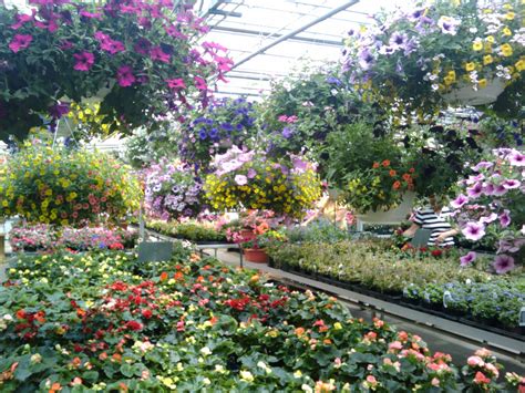 Spring Flowers Greenhouse 2 Free Stock Photo - Public Domain Pictures