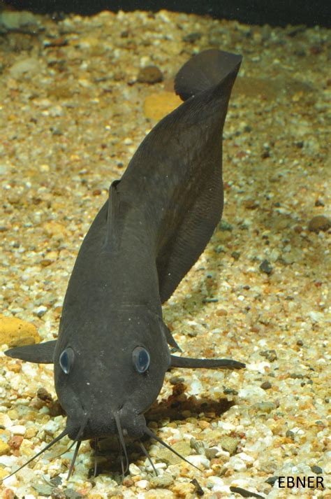 New species of catfish found in the Wet Tropics | Wet Tropics Management Authority