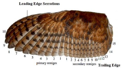 Fig. 1 Owl wing featherindicating feathers and edges. Reproduced with ...