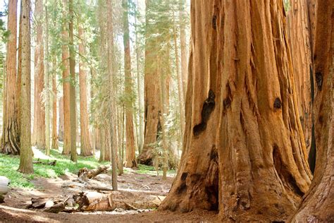 Giant Sequoia trees in California's Sequoia National Park [OC] [5184 x ...