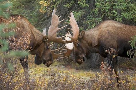 Bull moose fighting. Awesome shot! - Ya | Moose pictures, Moose, Moose pics