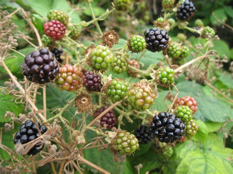 Bramble | Plant-Lore