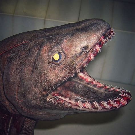 39 Scary Deep Sea Creatures Photos By Russian Fisherman Is A Nightmare Fuel Of Creepy Catches ...