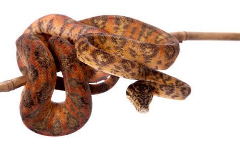 Amazon Tree Boa Comprehensive Care Guide - Reptile Cymru