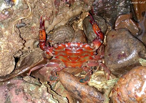 Mangrove Swimming Crab | Marine Life of Mumbai