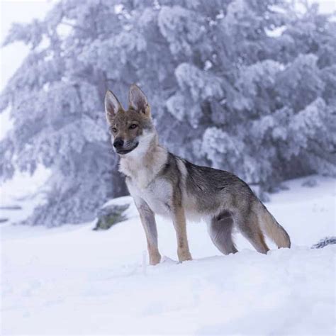 Coyote Dog Mix Breed Information - What Is A Coydog? - Your Dog Advisor