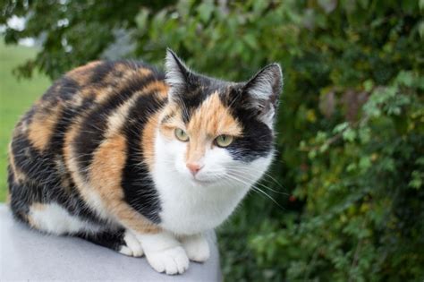 Are Calico Cats Rare? Here’s What Science Says | Hepper