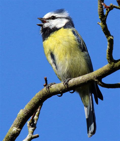 City-dwelling blue tits may lay bigger eggs because of what they eat