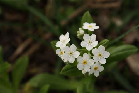 Flower White Small · Free photo on Pixabay