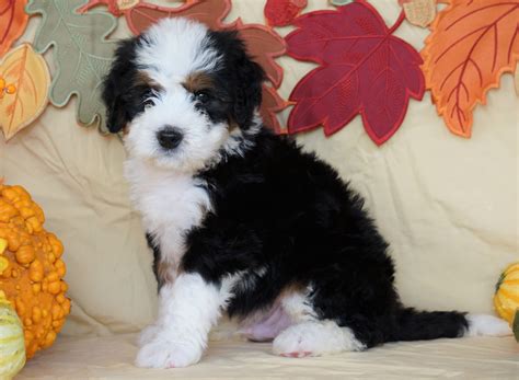 Mini Bernedoodle *TRI COLOR* For Sale Fredericksburg, OH Male- Oliver – AC Puppies LLC