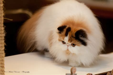 Calico Persian | Michael | Flickr