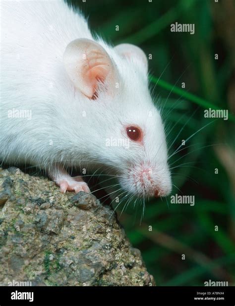 White Mouse Stock Photo - Alamy