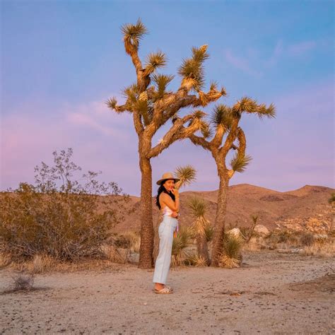 The Ultimate Guide To Cholla Cactus Garden Joshua Tree