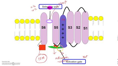 Voltage Gated Sodium Channel: molecular mechanism of gating - YouTube