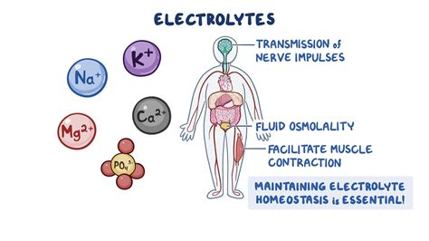 Overview of Electrolyte Balance - Osmosis Video Library