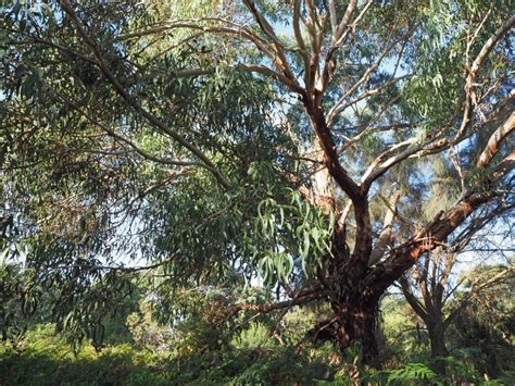 Manna Gum | Swan Bay Environment