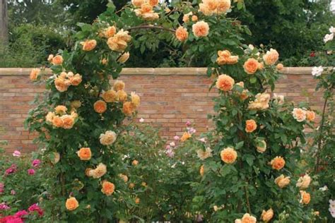 Rosa 'Crown Princess Margareta' (English Rose)