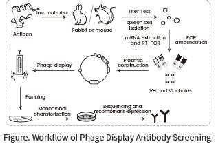 Custom Rabbit Monoclonal Antibody Production Service | Sino Biological