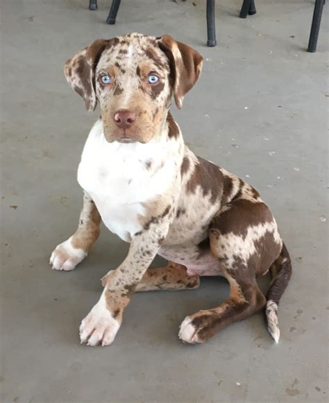 Catahoula Leopard Puppies For Sale | San Diego, CA #180520