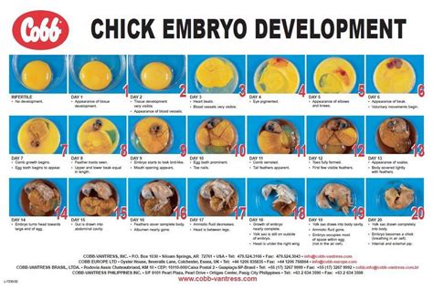 Image 1 of 1 in forum thread “Great embryo development chart” | Hatching chickens, Hatching eggs ...