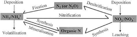 Processes involved in the nitrogen biogeochemical cycle. | Download Scientific Diagram