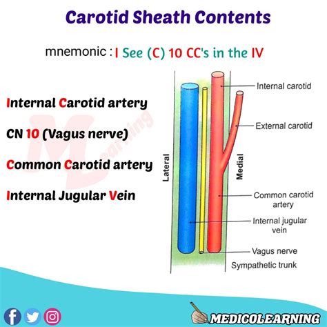 Carotid Sheath Diagram