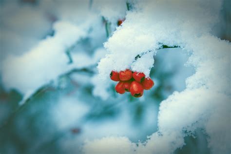 Red Berries And Snowy Branch Free Stock Photo - Public Domain Pictures