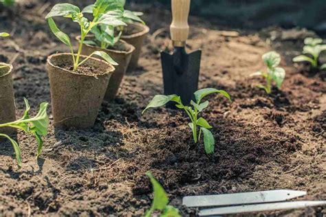 Growing Peppers - Tips, Ideas, And Techniques | Gardening Tips