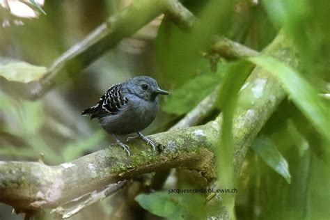 Xingu Scale-backed Antbird (Tapajos) - eBird