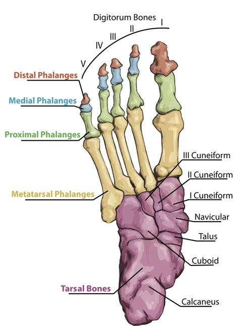 Foot Biomechanics Part 9 – The Bones of the Foot & Ankle – Biomechanics ...