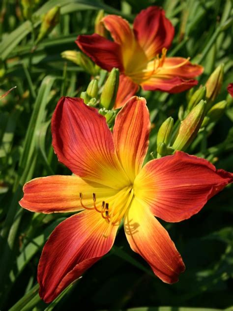 With an endless array of cheery colors and shapes, there's a daylily ...