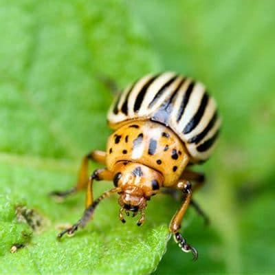 Potato Beetle: How To Identify & Chemically Free Control Them