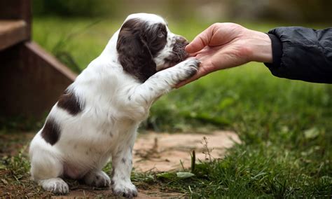 Puppy & Dog Training Professional Course 2024 ~ Skill Up