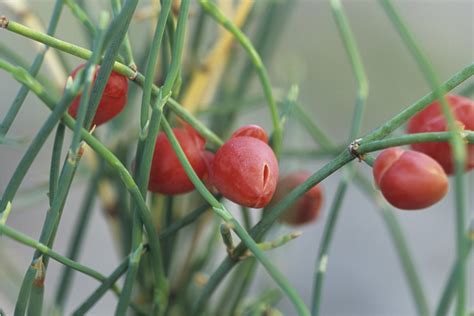 10 Ephedra Sinica Seeds, "Ma Huang," TCM; Gobi Desert, Inner Mongolia