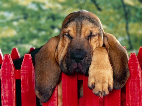 Bloodhound dogs - Pets Cute and Docile