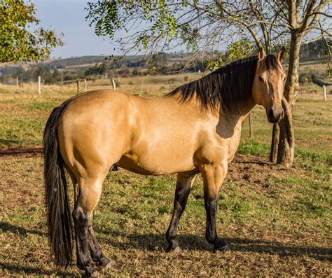 Everything You Need to Know About Buckskin Horses